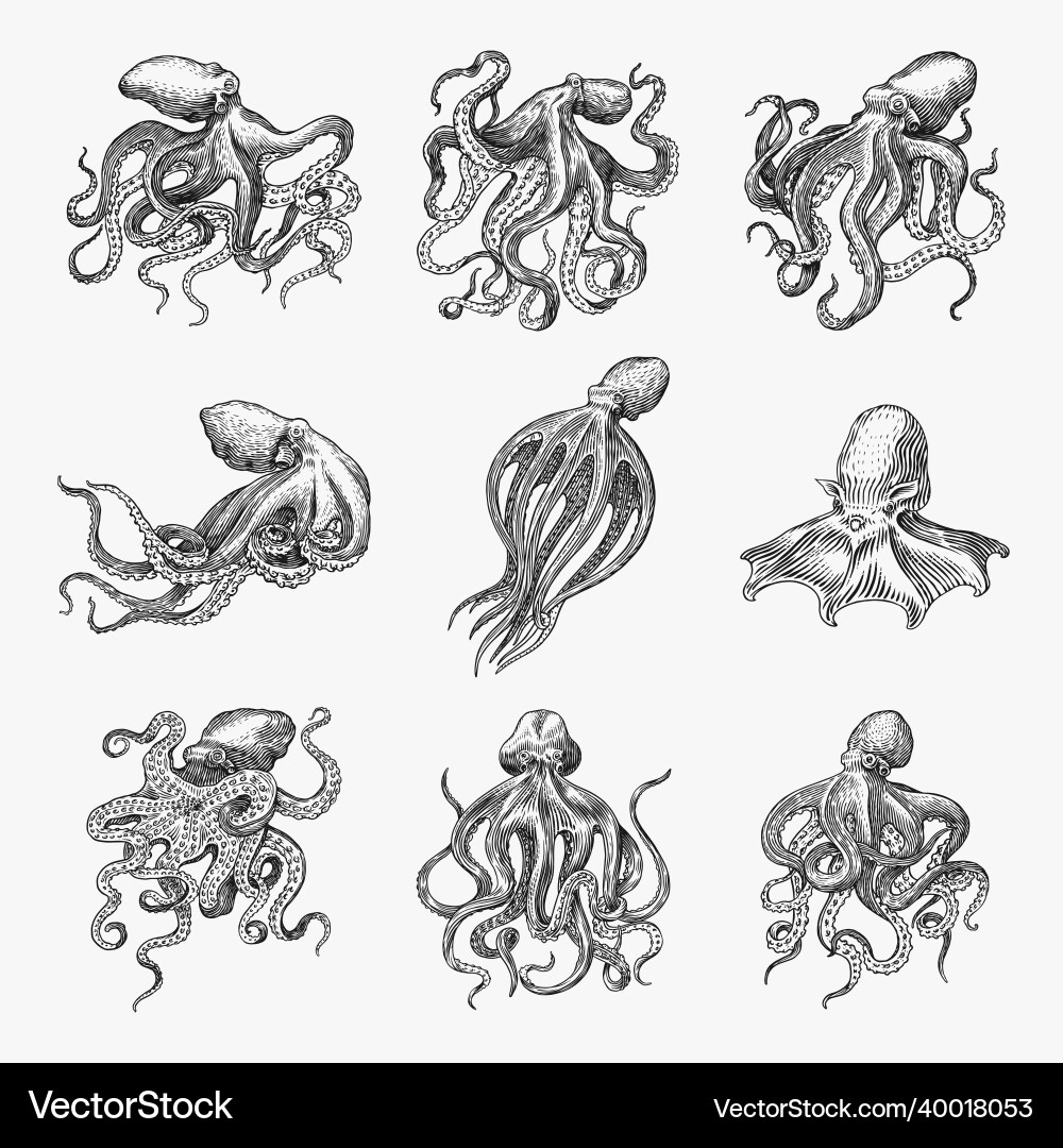 Sea octopus engraved hand drawn in old sketch Sea octopus engraved hand drawn in old sketch vector image