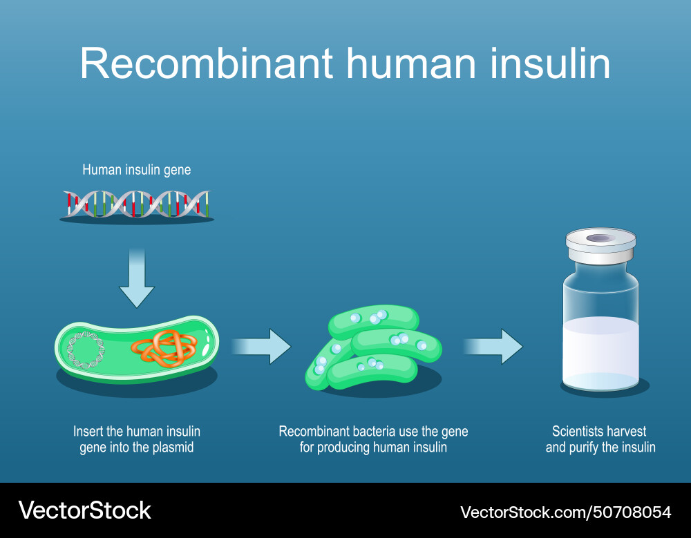 bacteria for producing insulin Vector Image