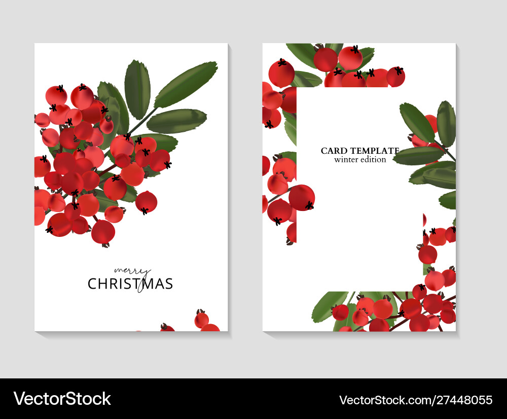 Ash berry greeting merry christmas cards winter Ash berry greeting merry christmas cards winter vector image