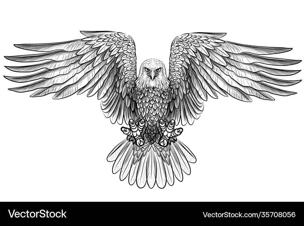Eagle flying bald Royalty Free Vector Image - VectorStock