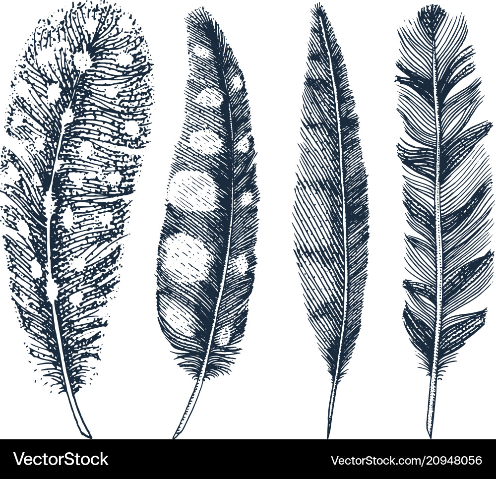 Set of rustic realistic feathers different Set of rustic realistic feathers different vector image