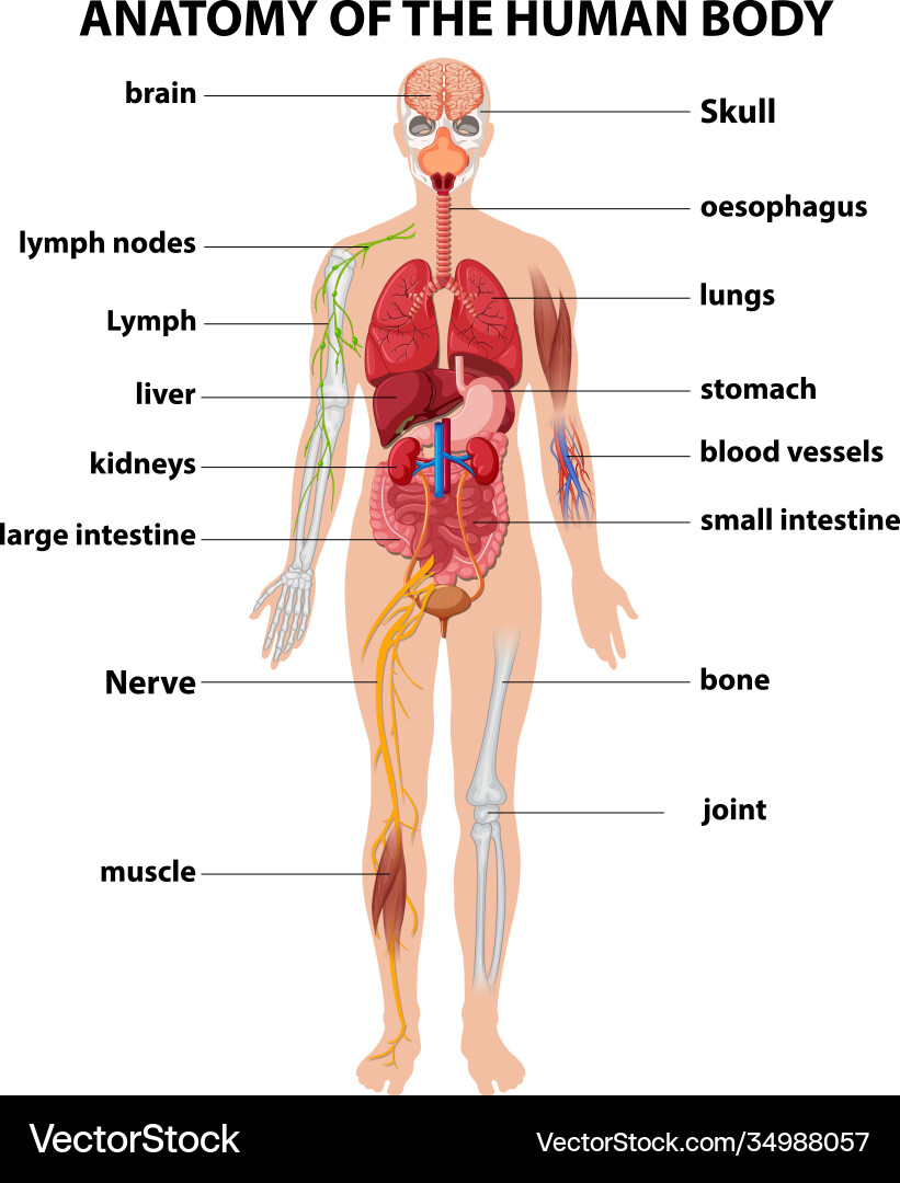 Anatomy human body information infographic Vector Image