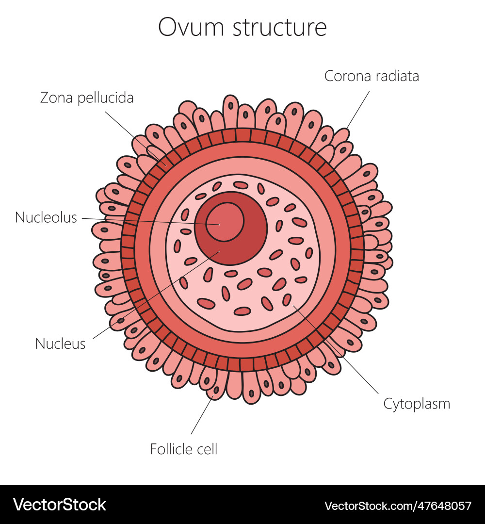 Egg cell structure diagram medical science vector image