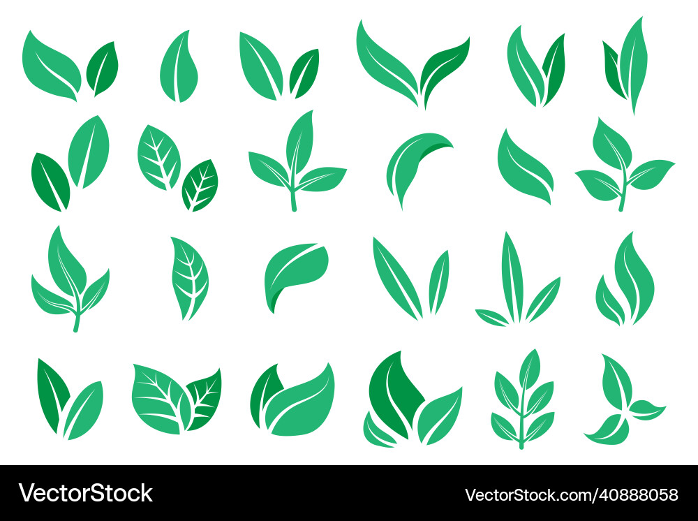 Green leaves cartoon tree mint and tea Green leaves cartoon tree mint and tea vector image