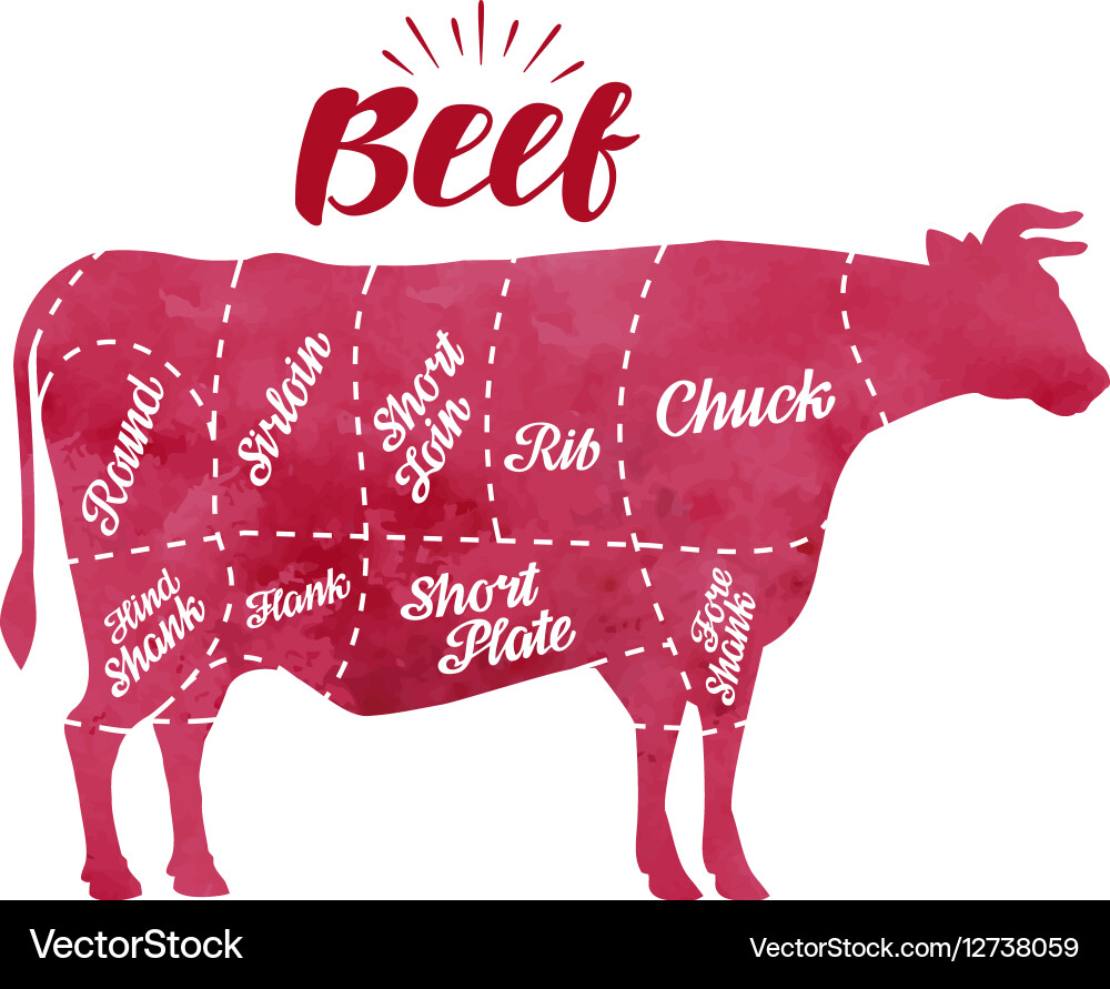 Diagram cutting cow meat butcher shop bull beef Vector Image