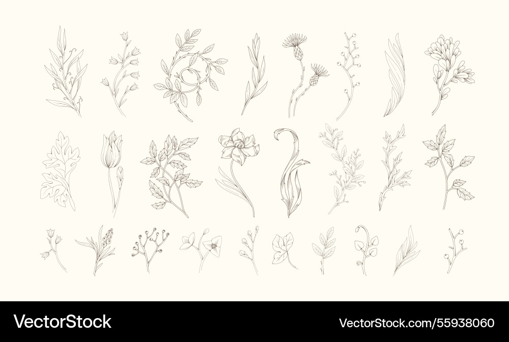 Set of retro linear flowers and botanical elements Set of retro linear flowers and botanical elements vector image