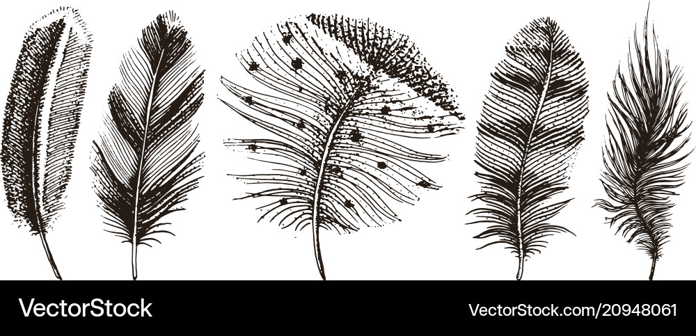 Rustic Feather Collection - Birds & Plumes vector image