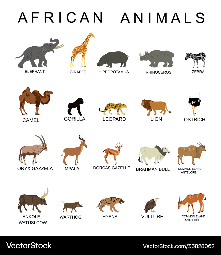 Group african animals collection vector image