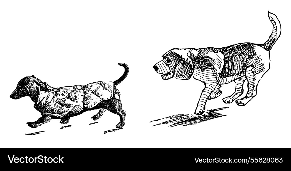 Sketches of dachshund and pointer dogs running Vector Image