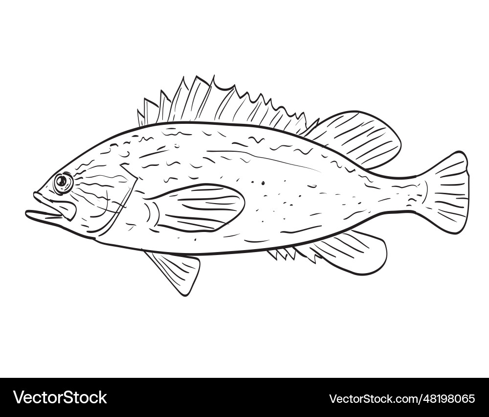Kelp Rockfish Seitenansicht Cartoon Zeichnung Vektorbild