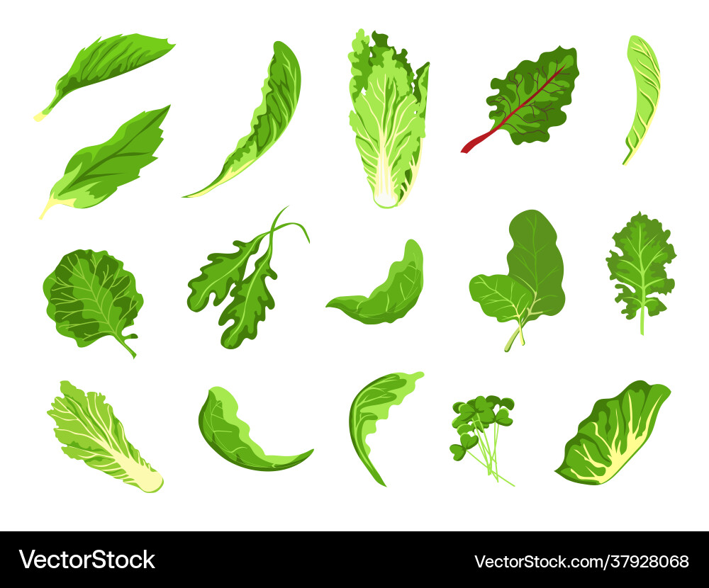Salat Blätter grün frischen Bauernhof Lebensmittel Salat Salat Blätter grün frischen Bauernhof Lebensmittel Salat vektorbild