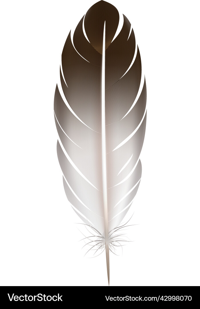 Black white feather composition Royalty Free Vector Image