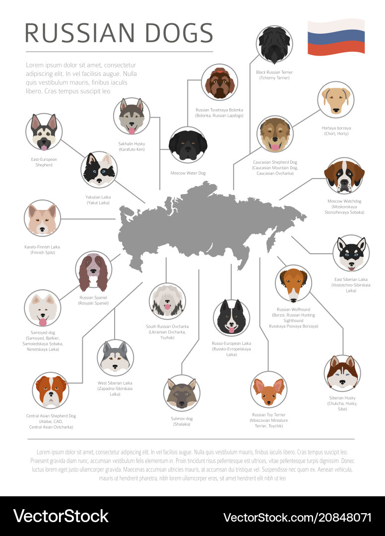 Dogs by country of origin russian dog breeds Dogs by country of origin russian dog breeds vector image