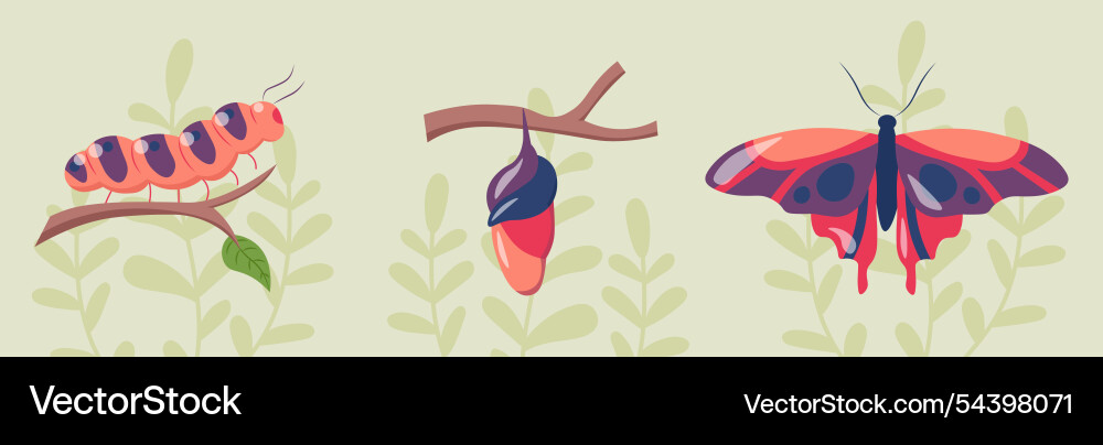 From caterpillar to butterfly biology and zoology From caterpillar to butterfly biology and zoology vector image