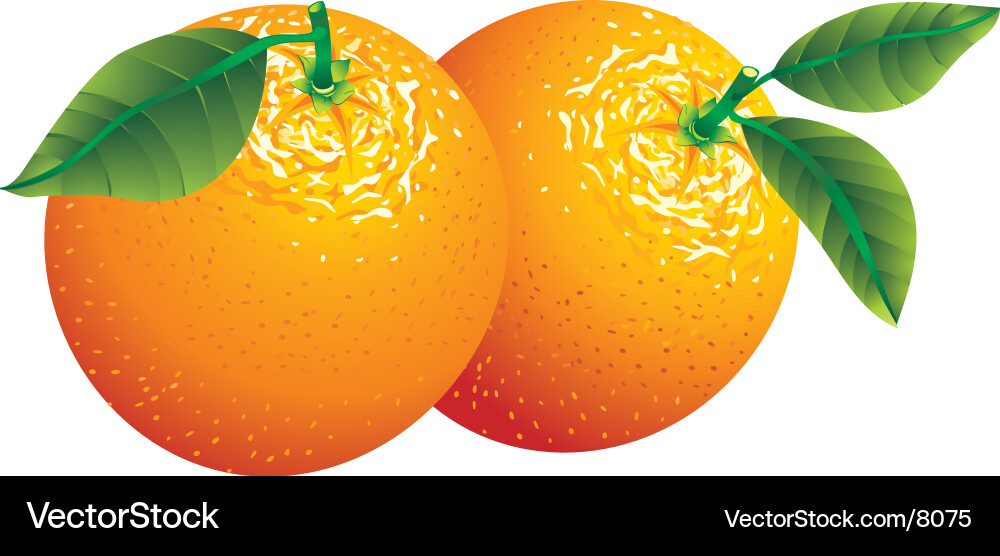 Ripe Oranges Royalty Free Vector Image - VectorStock