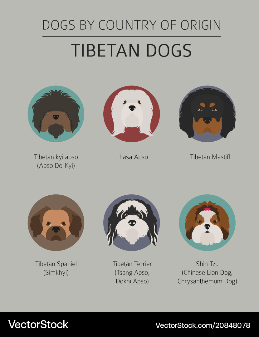 Tibetan Dog Breeds: Origin & Types Vector Image