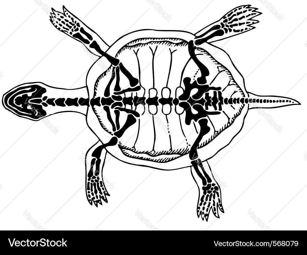 Detailed Turtle Skeleton Vector Image