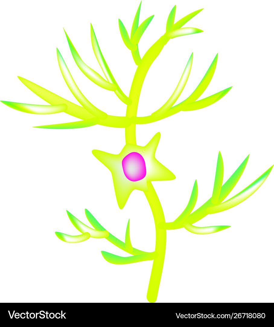 Structure pyromidal neuron nerve cell Structure pyromidal neuron nerve cell vector image