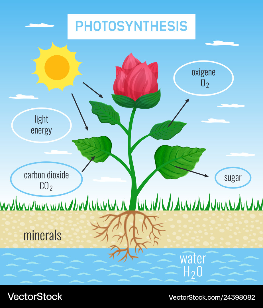 Photosynthesis educational poster vector image