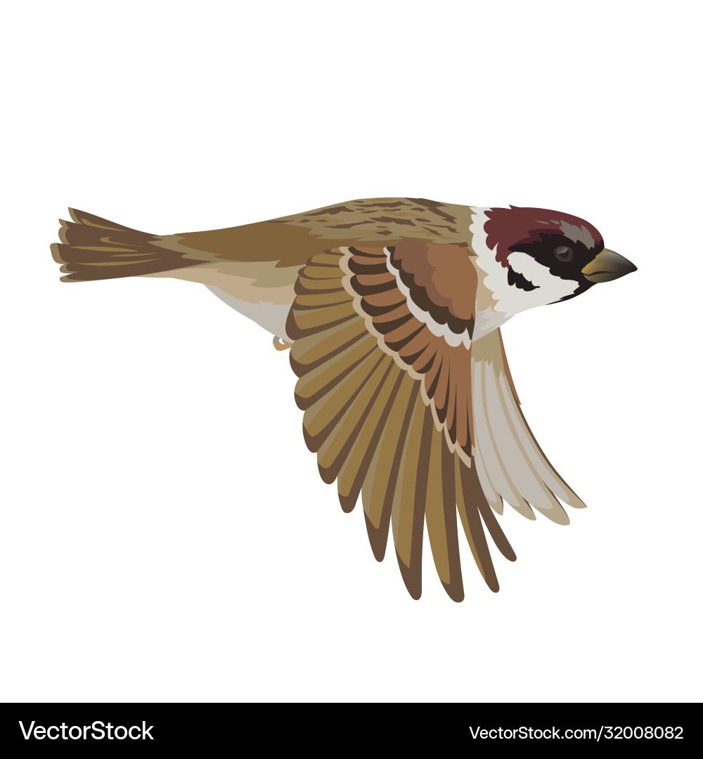 Realistic sparrow flying colorful Realistic sparrow flying colorful vector image