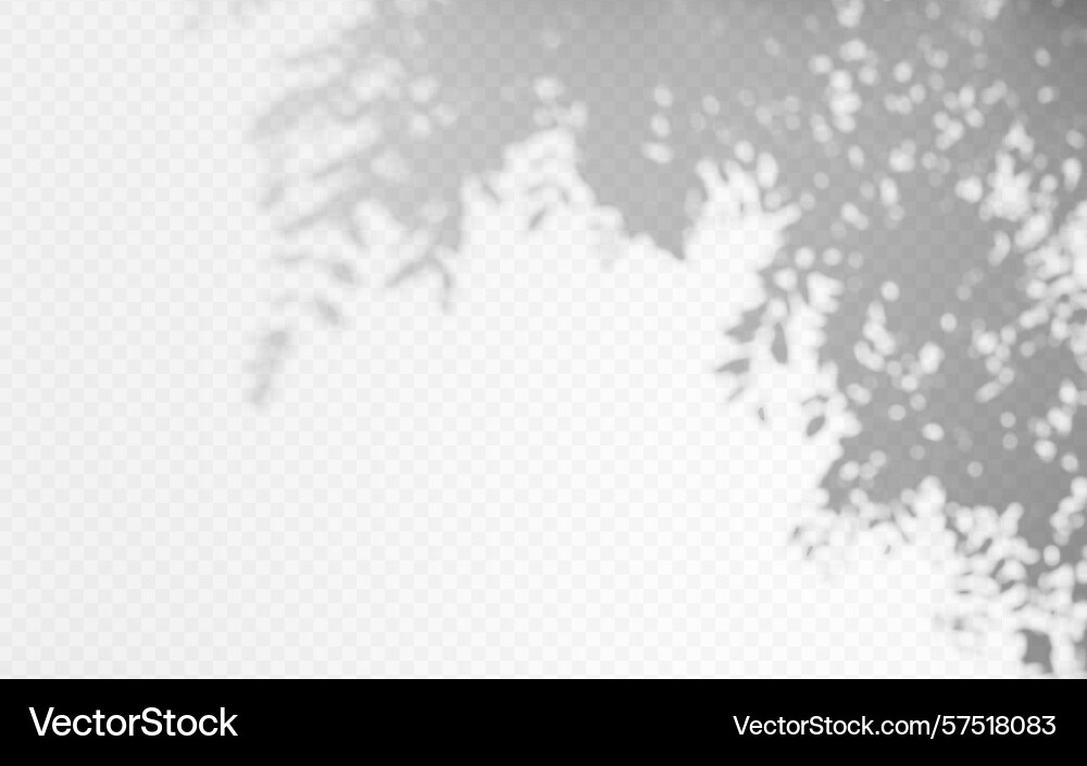 Shadow overlay from a tree branch isolated Shadow overlay from a tree branch isolated vector image