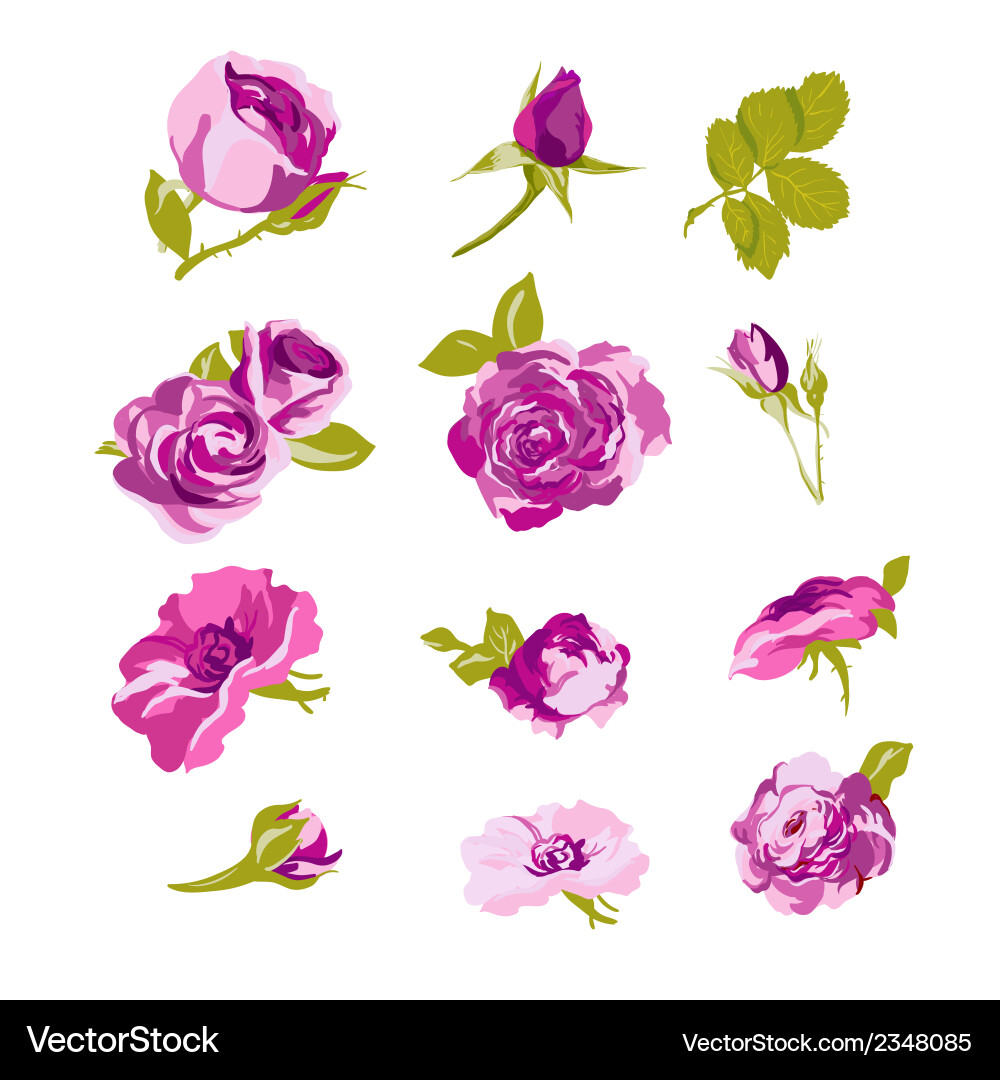 Floral Rose Collection - Pink Blossoms Vector Image