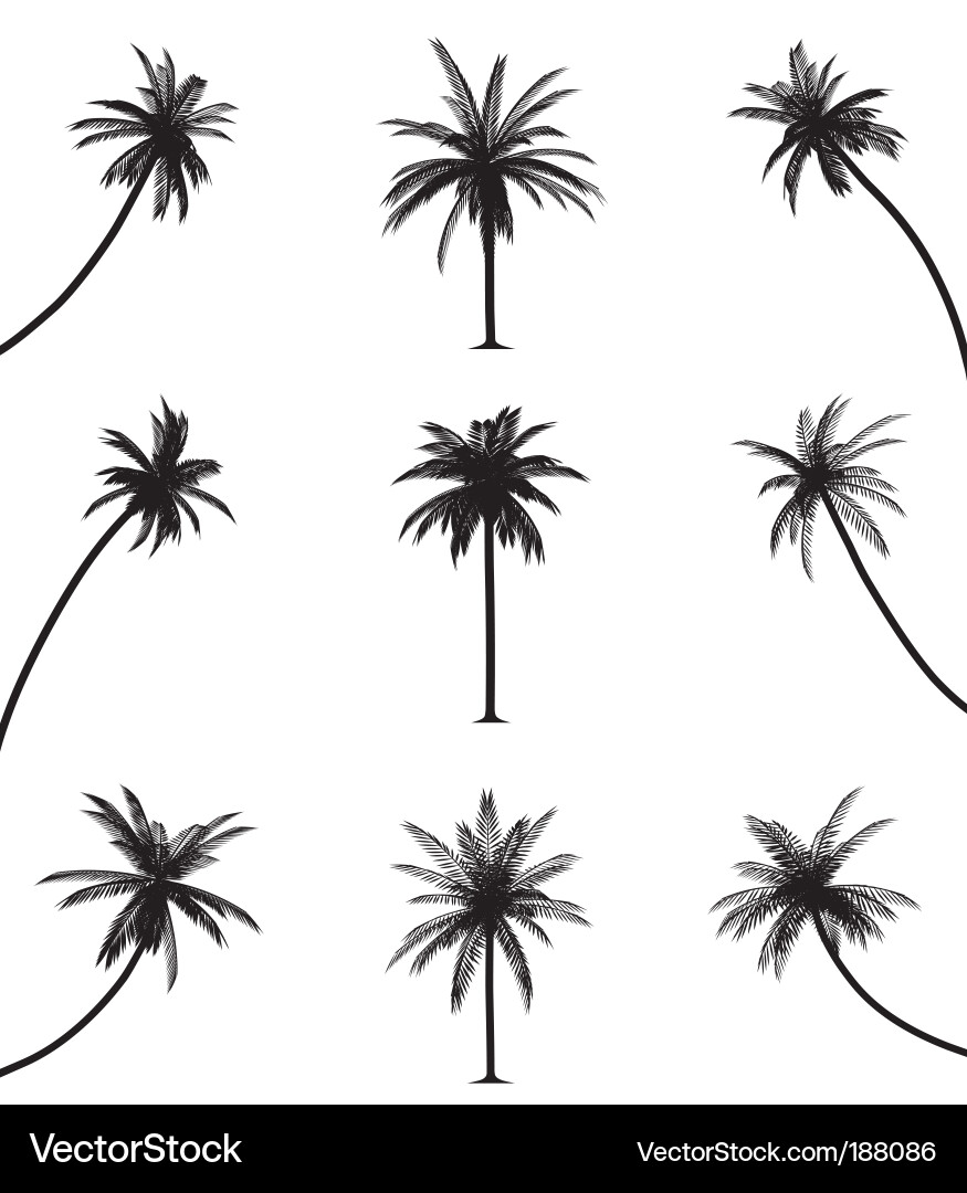 Silhouetted Palm Trees vector image