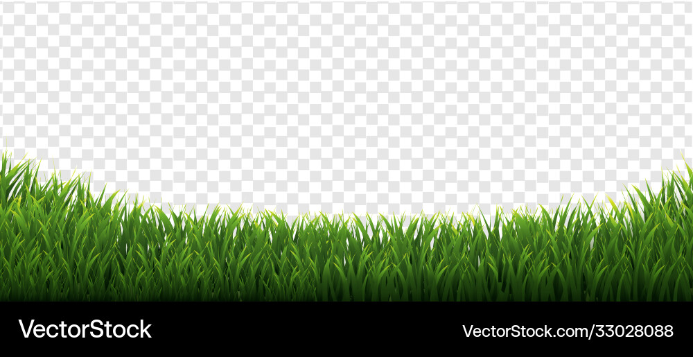 Grass frames set in isolated transparent Grass frames set in isolated transparent Vector Image
