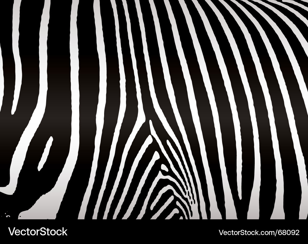 Zebra versteckt Muster Vektorbild