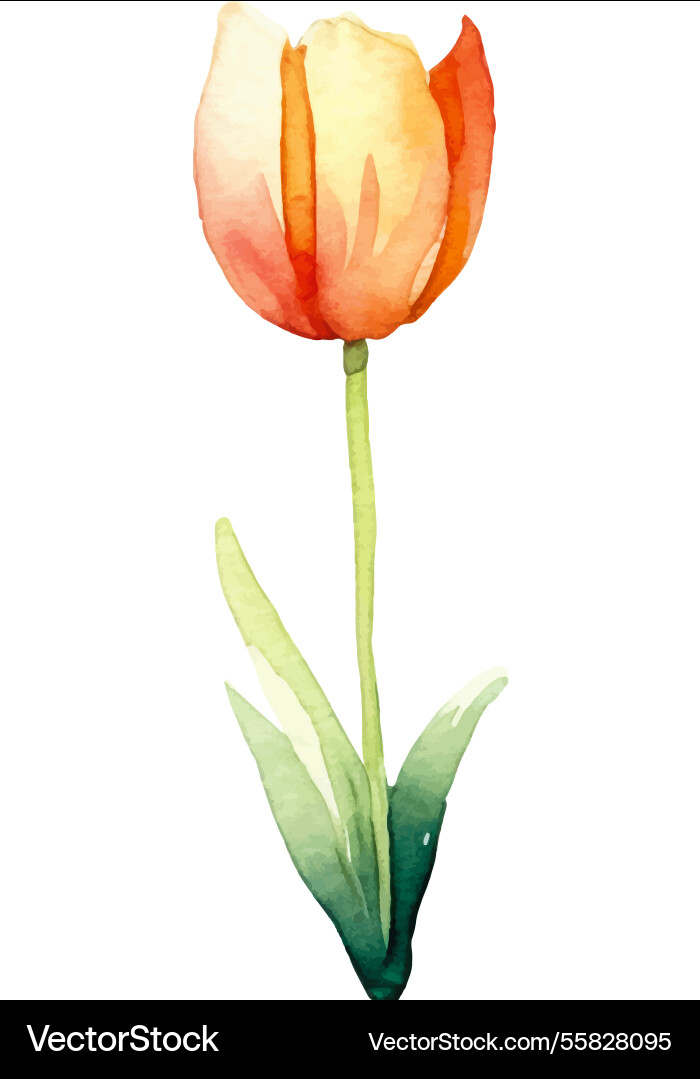 Aquarell bemalte Tulpe Blume Hand gezeichnetes Design Aquarell bemalte Tulpe Blume Hand gezeichnetes Design vektorbild