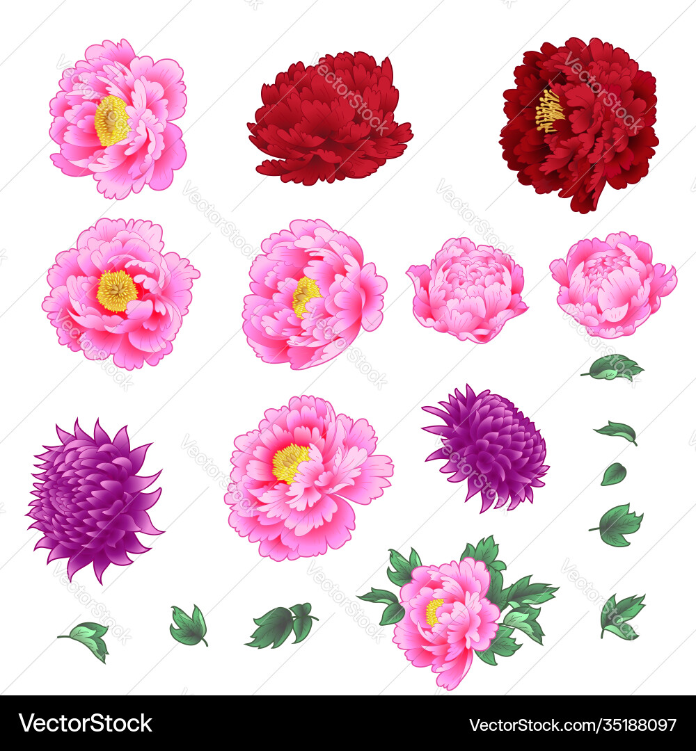 Set decorative flowers Set decorative flowers vector image