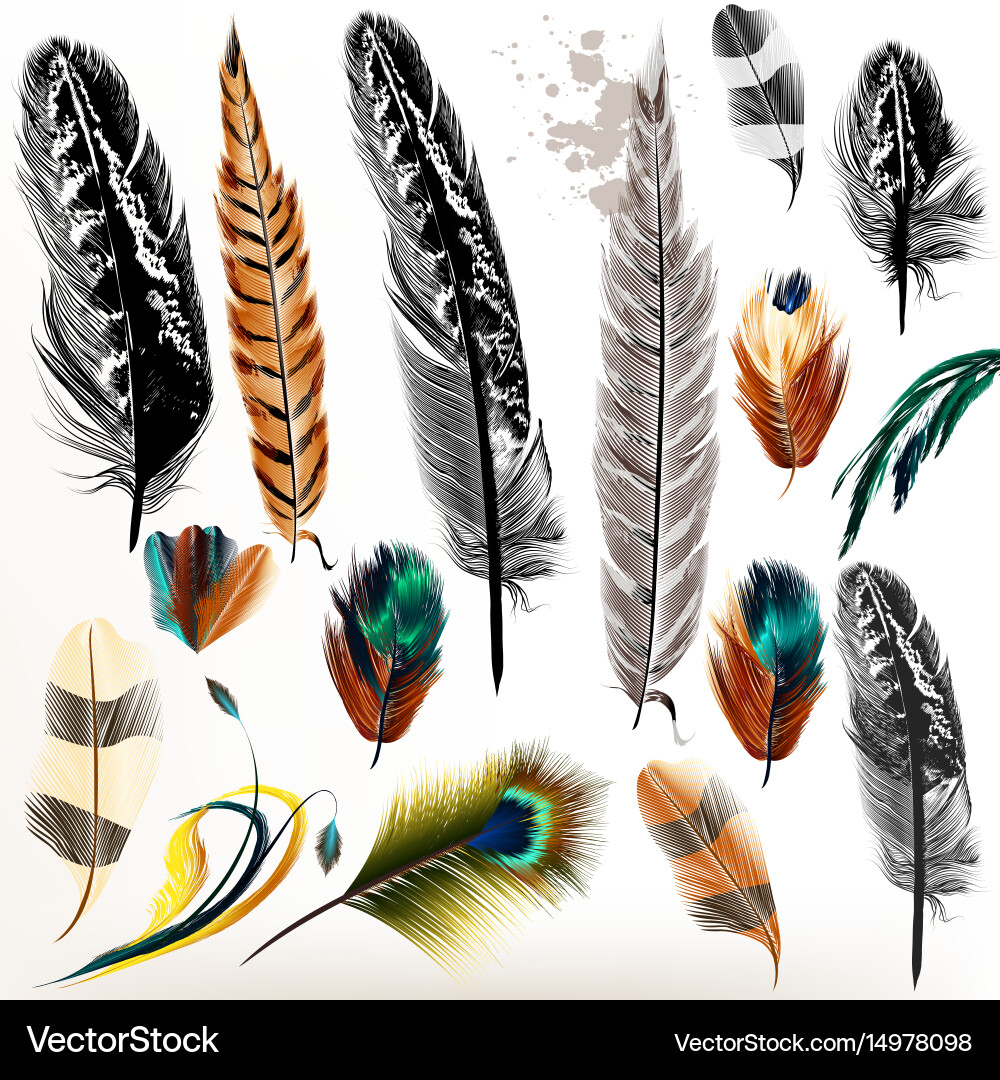 Set of realistic colorful feathers vector image