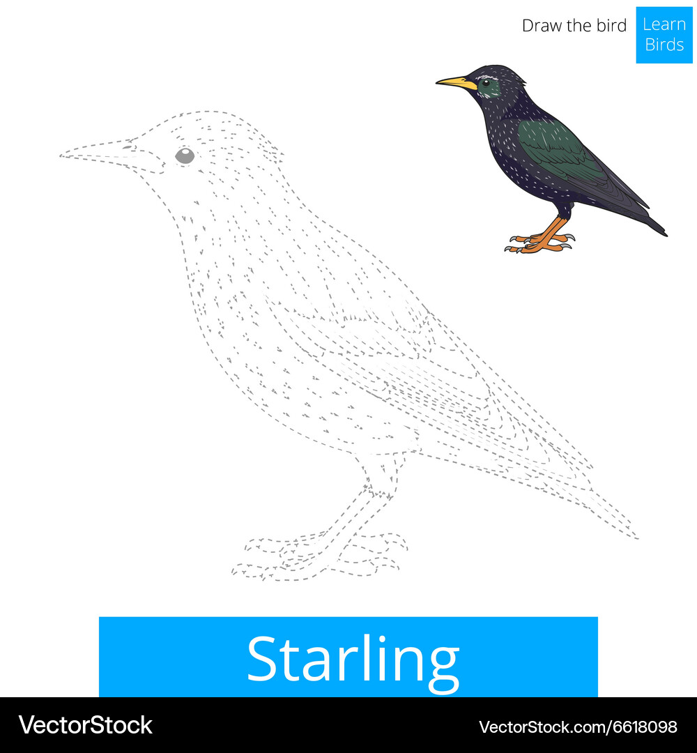 Starling bird learn to draw Vector Image