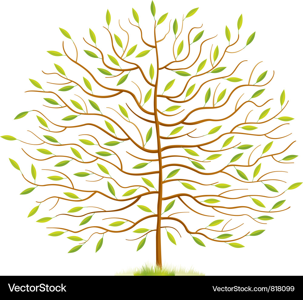 Spring Tree with Green Leaves Vector Image