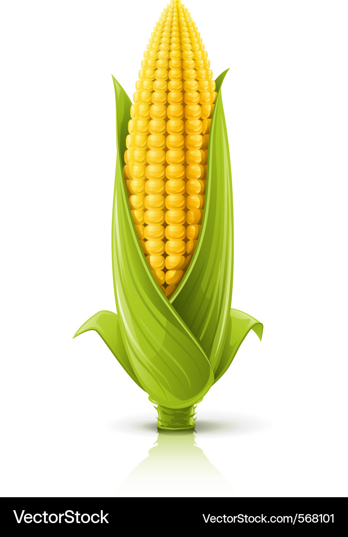 Ripe Corn Cob Royalty Free Vector Image - VectorStock