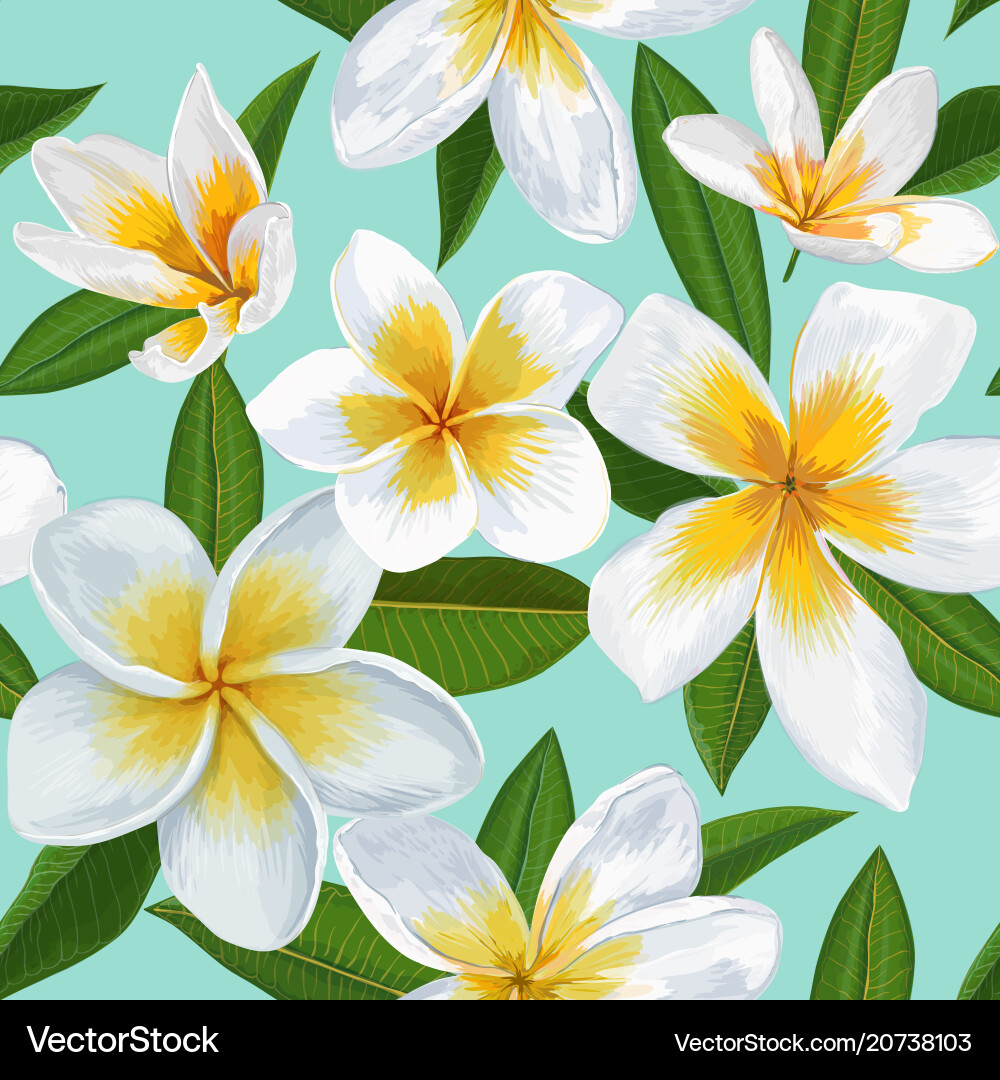 Tropical Plumeria Floral Pattern Vector Image