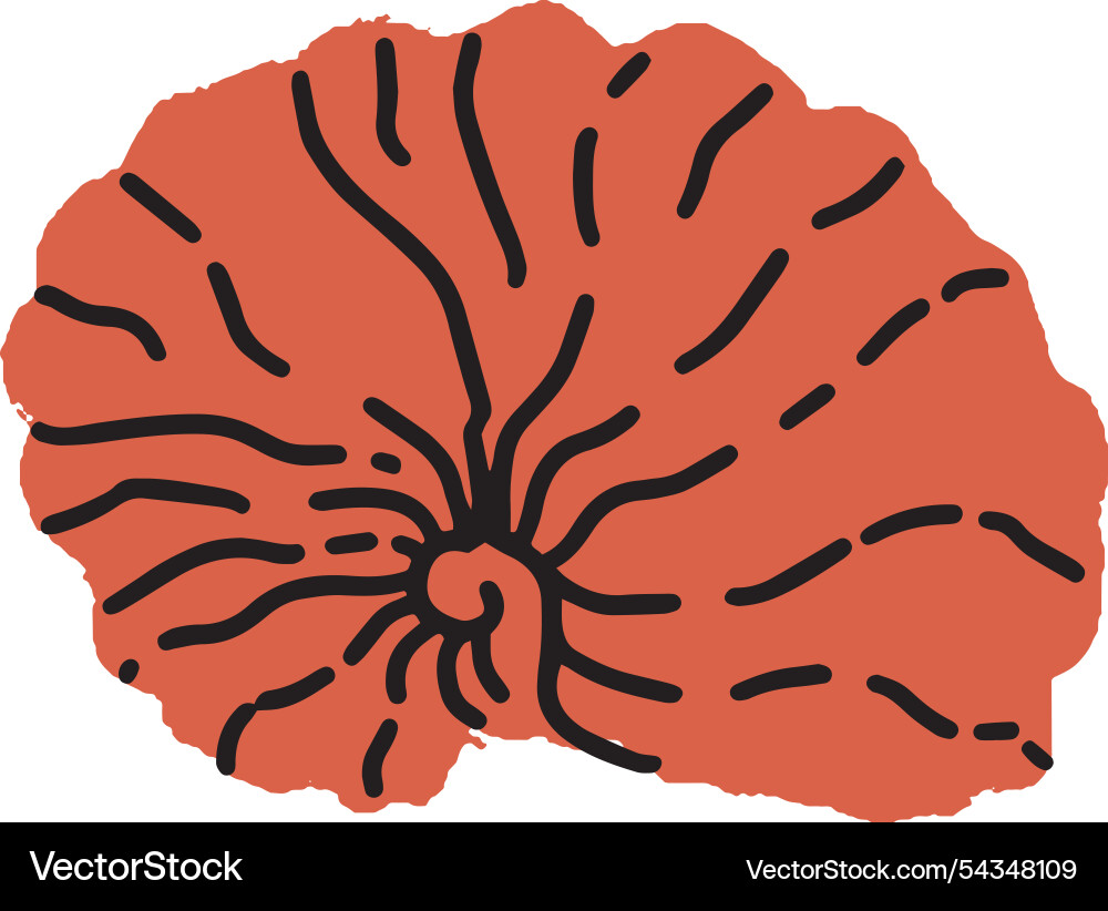 Radial patterned shell art vector image