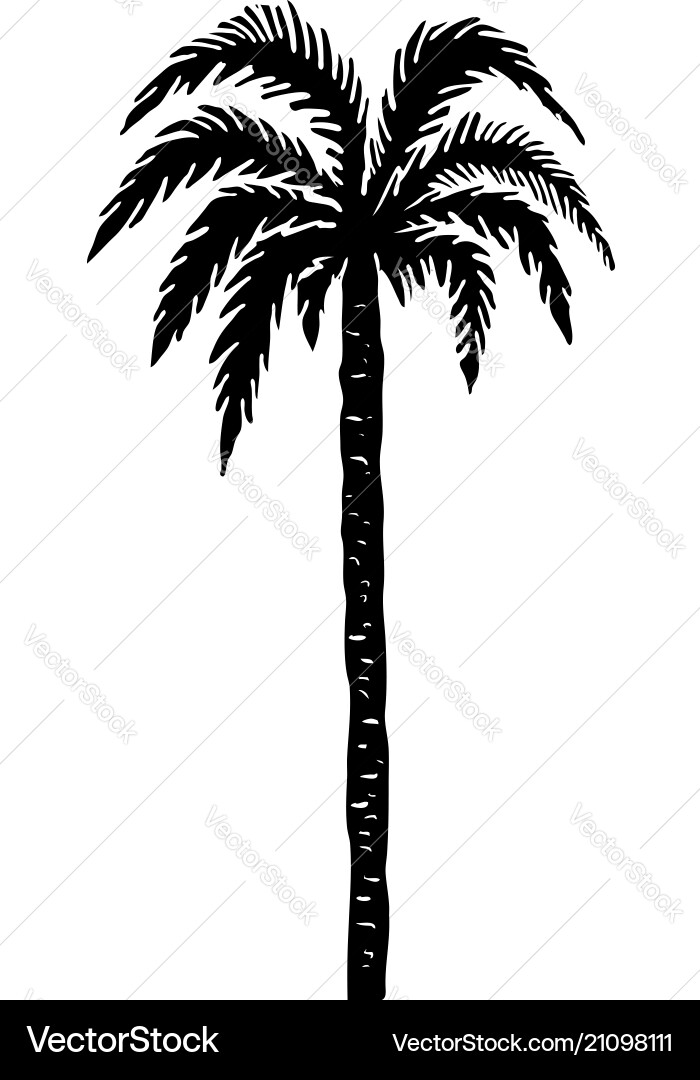 Palm Tree Sketch Element vector image