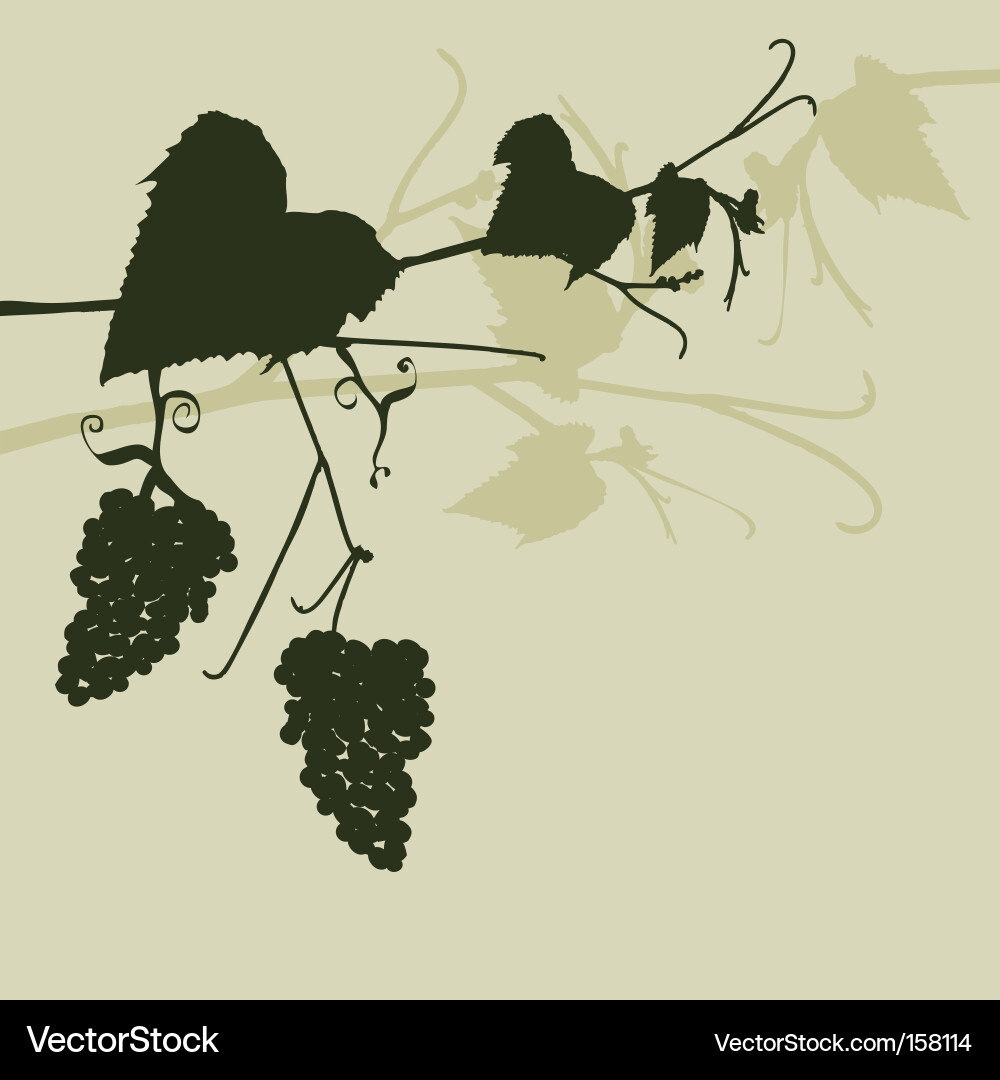 Grape Vine Background Vector Image