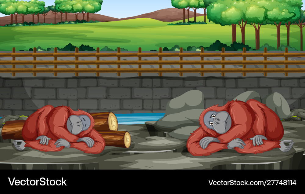 Scene with two chimpanzees in zoo Scene with two chimpanzees in zoo vector image