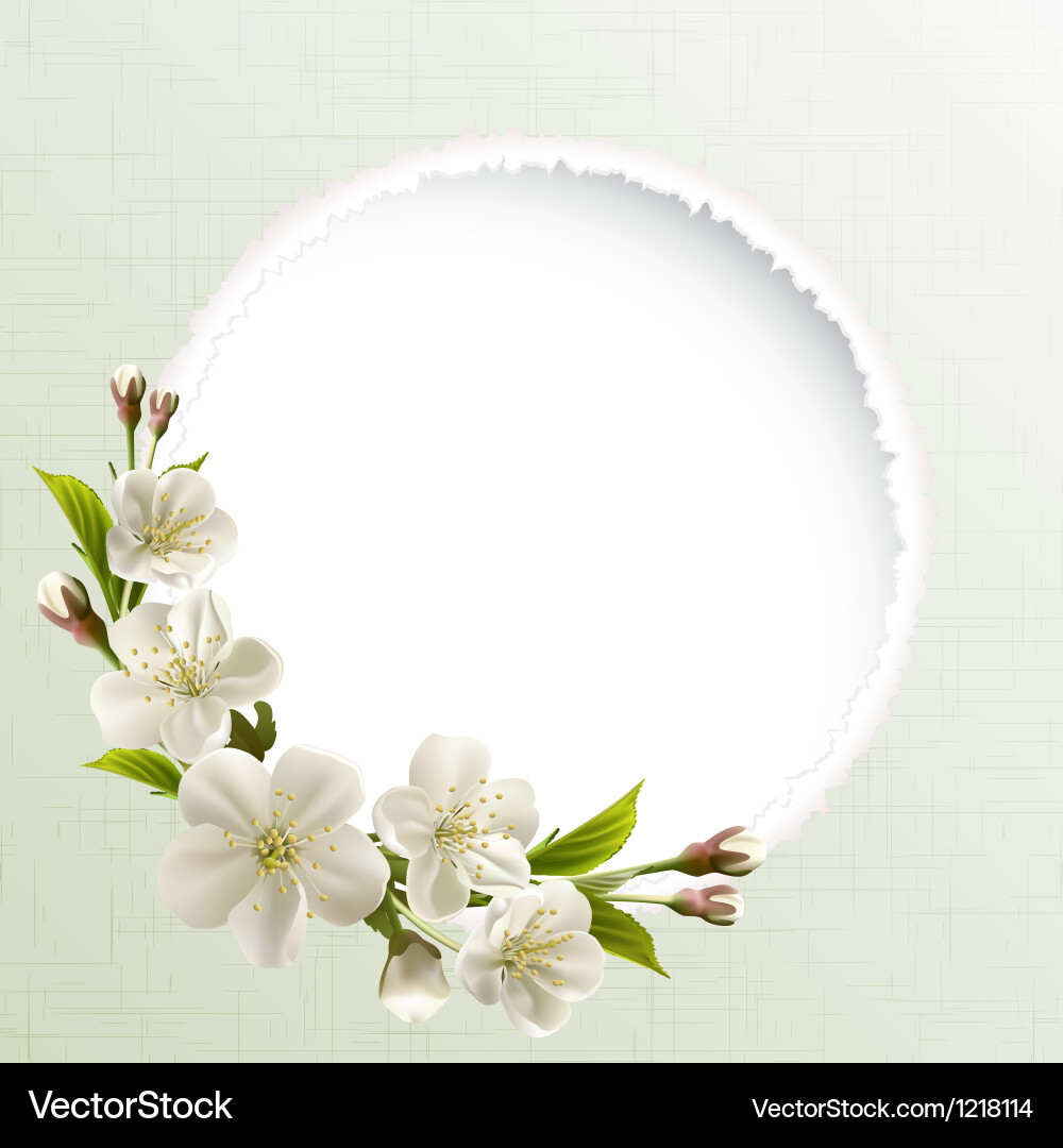 Weiße Kirschblüten Frühling Hintergrund Vektorbild
