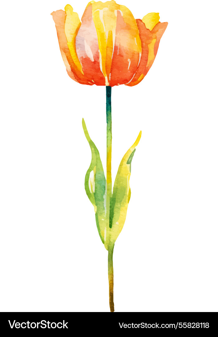 Aquarell bemalte Tulpe Blume Hand gezeichnetes Design Aquarell bemalte Tulpe Blume Hand gezeichnetes Design vektorbild