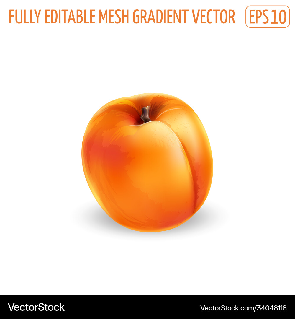 Juicy ripe apricot on a white background vector image