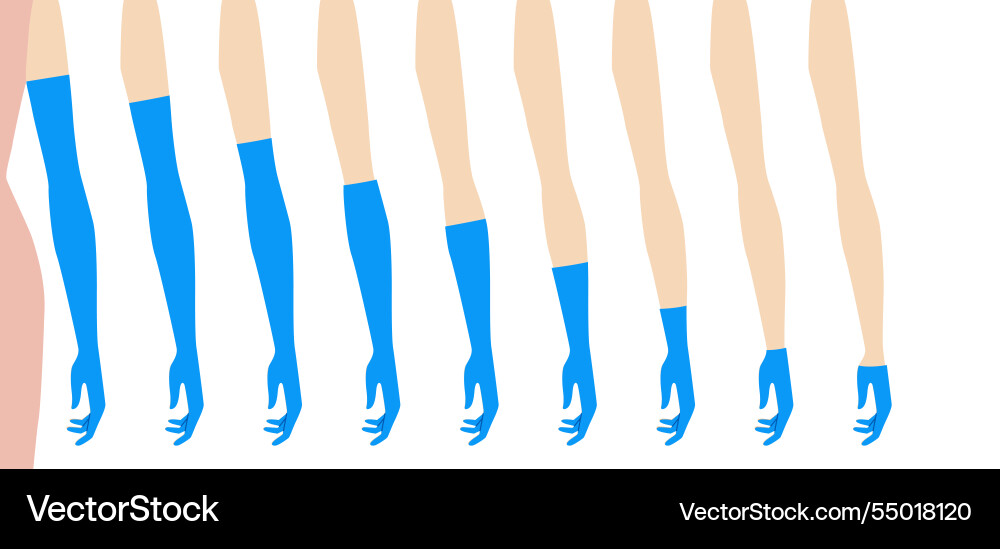 Set of gloves length chart diagram with name text Vector Image