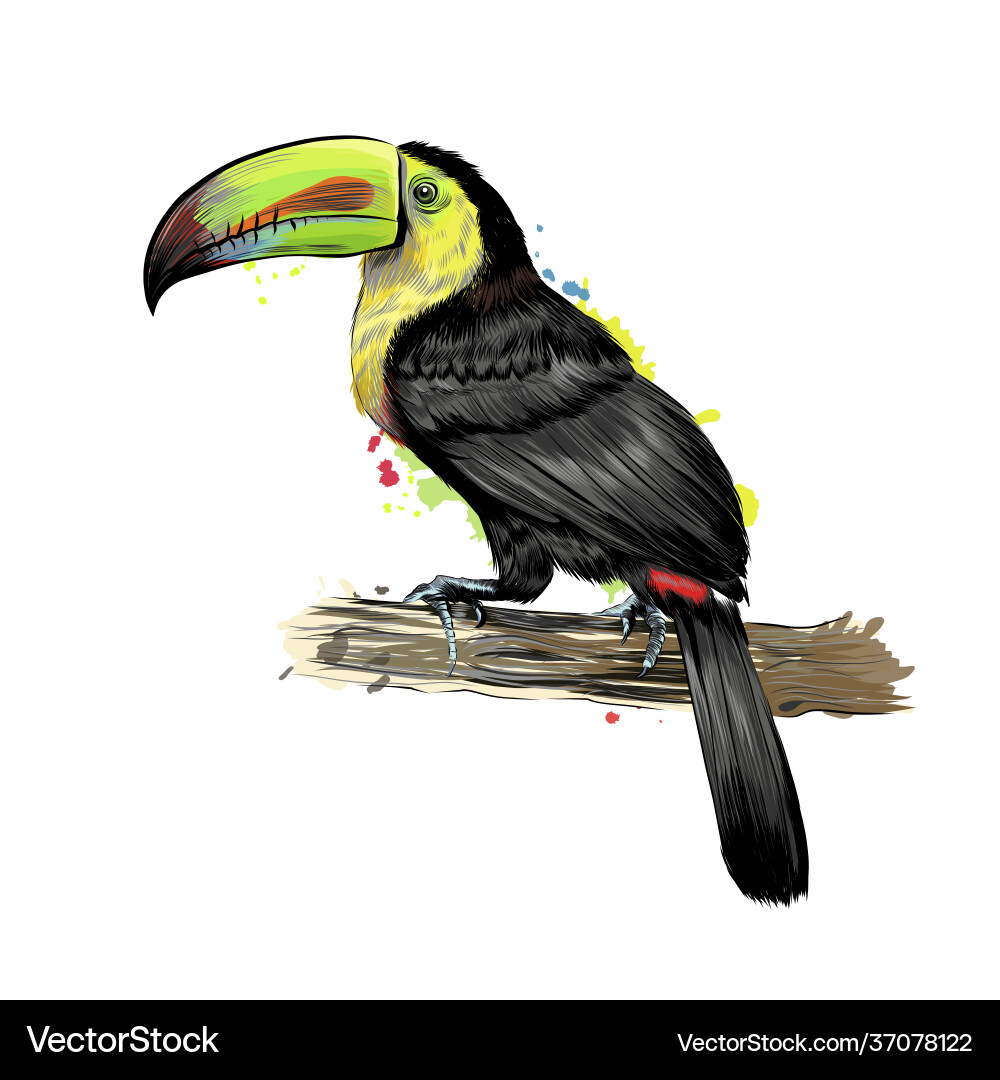 Toucan tropical bird from a splash watercolor vector image