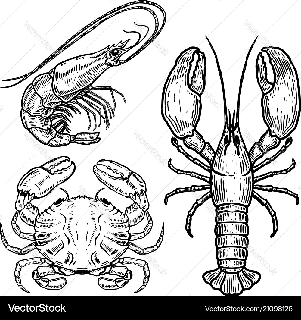 Hand drawn lobster crab shrimp on white vector image