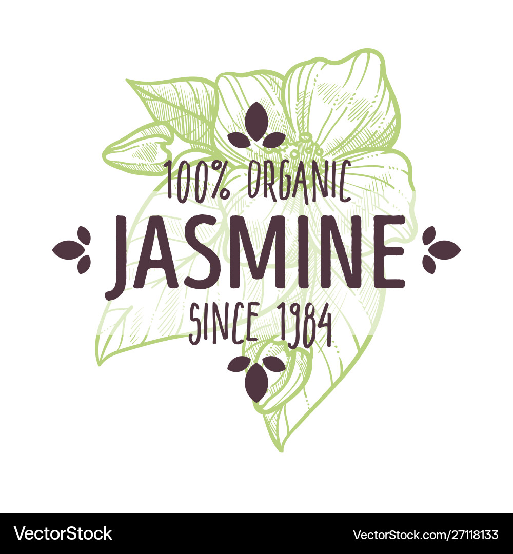 Bio Kräuter Jasmin Blumen Kräutertee Bio Kräuter Jasmin Blumen Kräutertee vektorbild