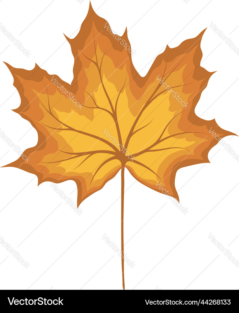 Maple autumn leaf vector image