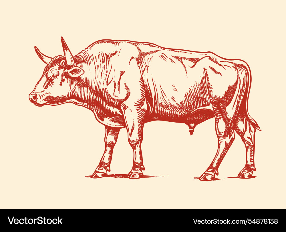 Cow bull beef meat tag label Cow bull beef meat tag label vector image