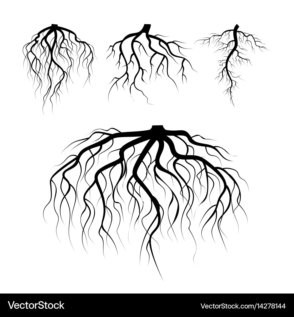 Root System of a Tree vector image